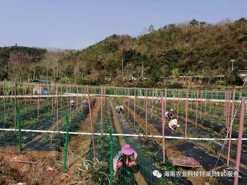 五指山市科技特派员 防疫生产两手抓，农技服务助振兴