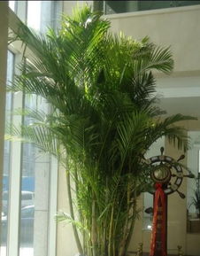 南通0513园艺 专业植物、花草、盆景租赁与养护服务