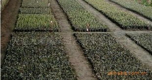 优质二年生高丛蓝莓营养钵苗供应商 大连大谭瑞凤园艺苗木专业合作社