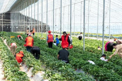 深耕黄河沃土 绘就梁才乡村振兴新图景——以农业园艺服务赋能高质量发展