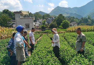 省人社厅组织高层次博士(后)专家团赴绩溪，以农业园艺科技服务赋能乡村振兴