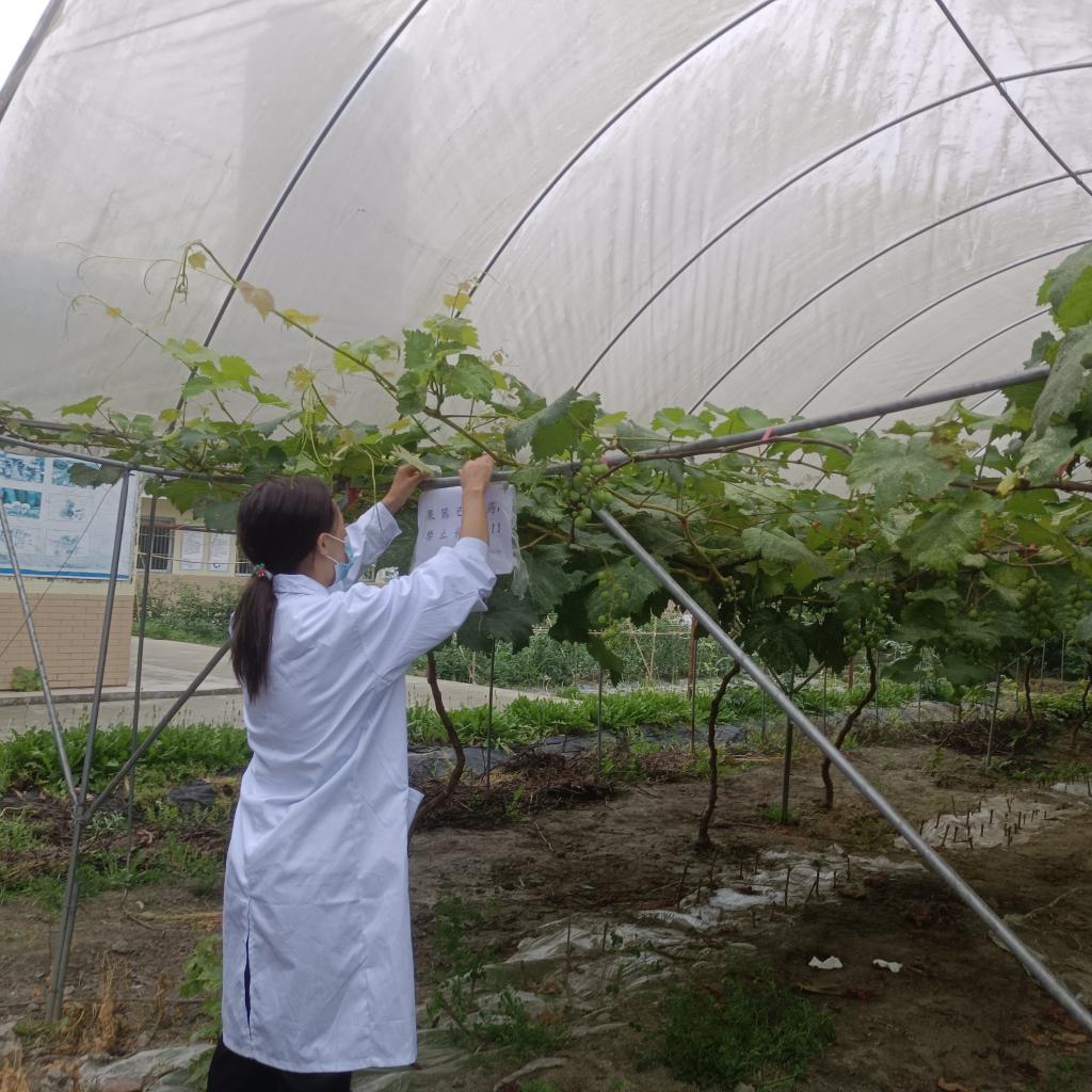 劳动育新人，青春植沃土——农业园艺学院植保与检疫专业实践服务纪实