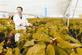 望城四步曲 快速推进城乡一体化的农业园艺服务新篇章