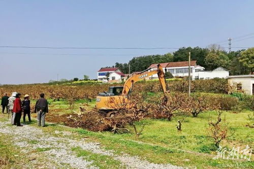 秀坪园艺场 农旅融合绘就“最美橘乡”新画卷