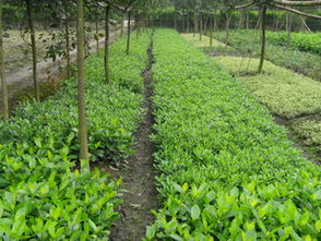 锦江区苏威园艺苗圃经营部 地苗大栀子专业供应，品质可靠服务优