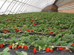 许克仲与第七届世界草莓大会 农业园艺服务的创新与发展