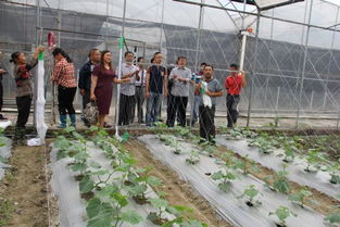 科技兴农新篇章 四川农业科学院园艺所蔬菜水肥一体化技术现场观摩会在新都基地成功举办