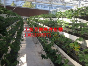无极县林中村龚振峰立体种植槽厂 ZF DL03型号价格透明与优质供应商选择指南